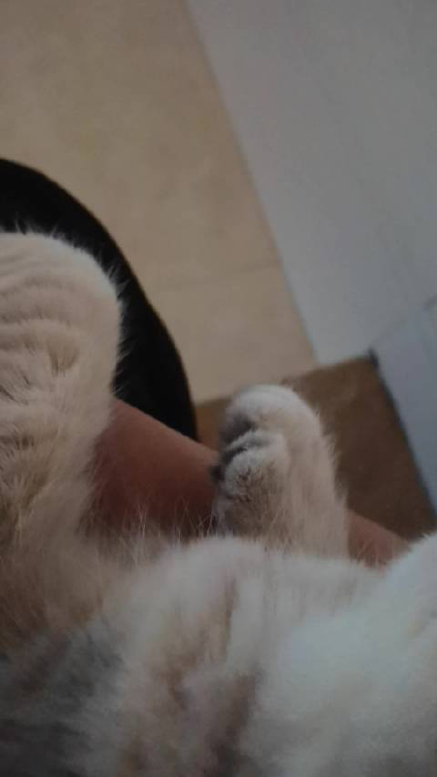然然，看猫