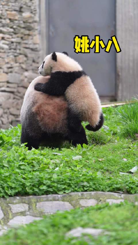 姚小八宝宝巴士成功上车，虽然只坚持了几秒