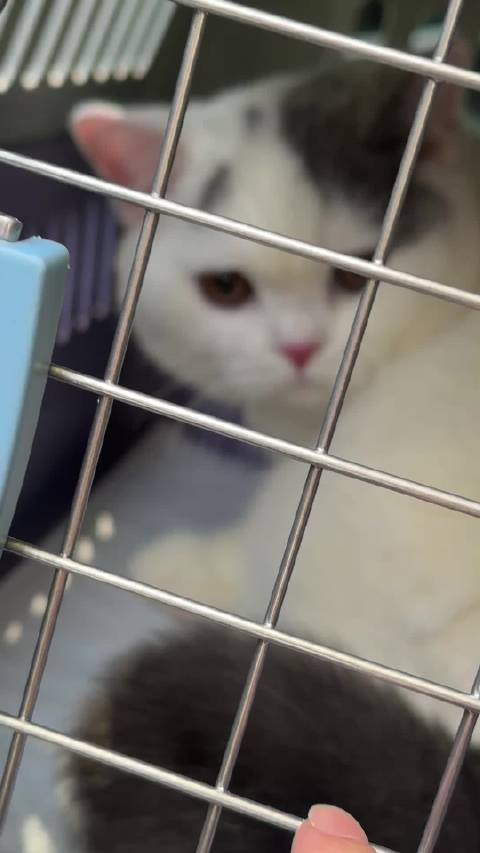 辛苦小猫家长从上海赶来接猫猫了！ 祝大福新家快乐！也希望大福路上不要嚎叫
