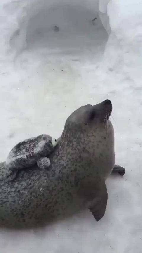 海狮和海豹傻傻分不清？
