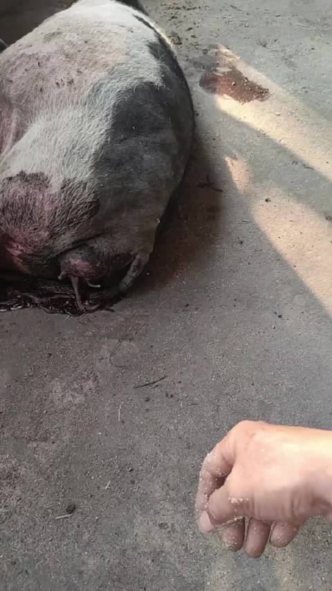 小猪爸爸接生后带新生儿赴沙滩公园
