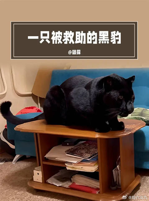 一只被国外网友救助的黑豹
