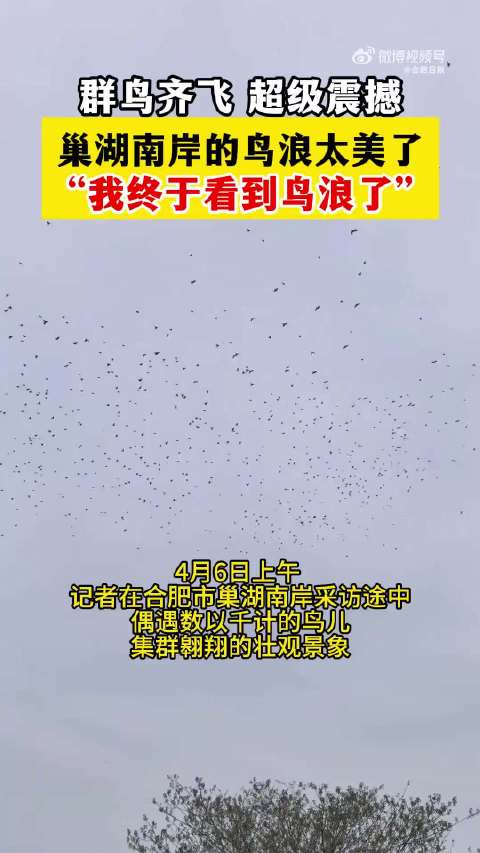 被合肥鸟浪震撼到在合肥拍到课本里的鲲鹏