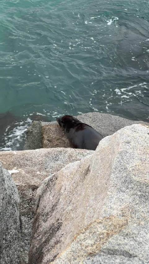 爽看大海豹