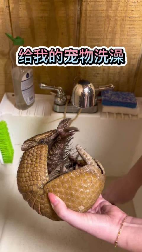老友记里ross在圣诞节扮的犰狳，国外真的有很多人拿它当宠物慎看