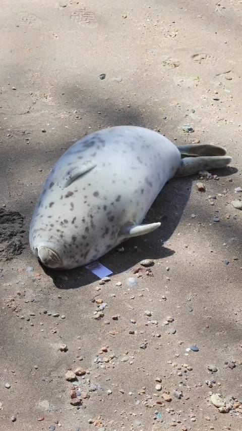 灰色大饺子 Phoca largha Ins: suisui_seal