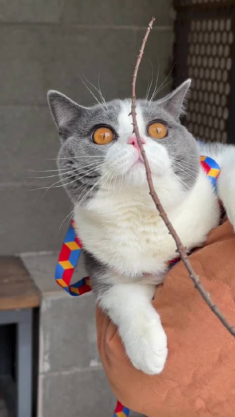 8月龄英短猫因体型过大被弃养