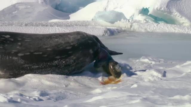 海豹分娩：幼崽出生就被迫面临生死考验！