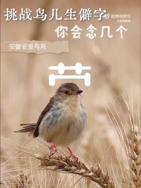 合肥巢湖湿地迎观鸟黄金期，生僻字鸟类引关注