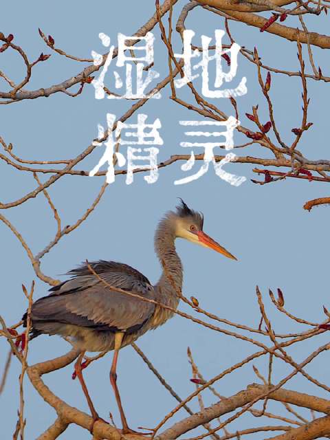 爱鸟周来合肥看老登