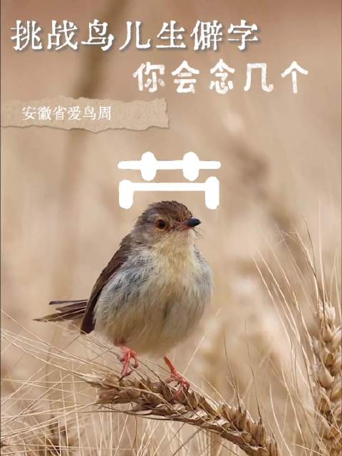 合肥湿地迎观鸟黄金期，生僻字鸟类引关注