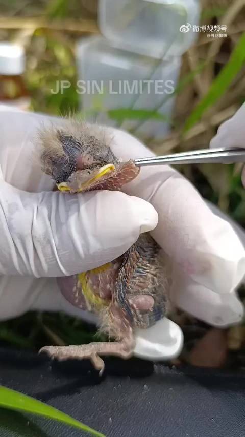 小鸟被寄生虫折磨的奄奄一息，善良的小哥用镊子把寄生虫全部夹了出来