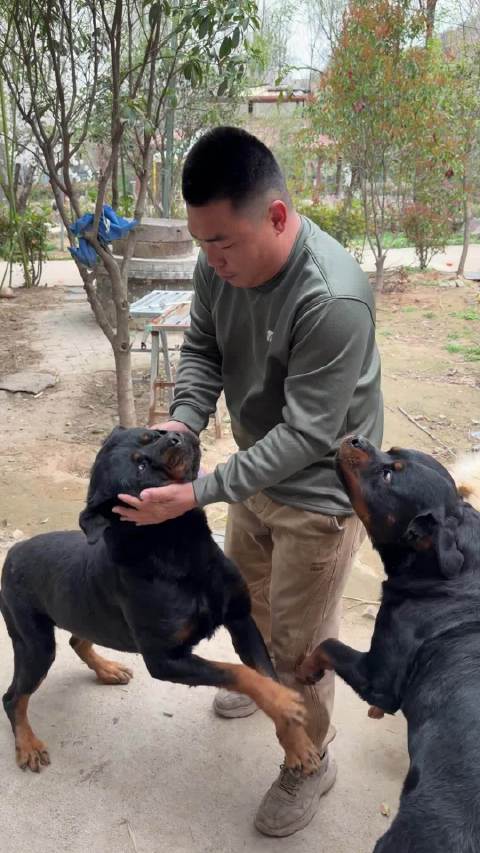 敢当着黑豹的面打黑刺，豫西狗场你是头一份，舒服了 ···