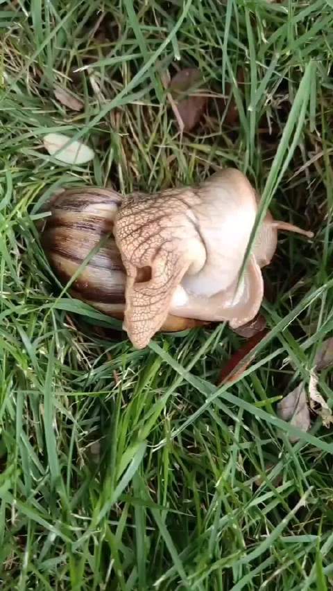 广东暴雨后现非洲大蜗牛，提醒勿触碰防寄生虫
