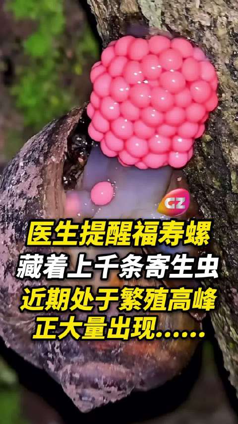 福寿螺繁殖高峰至，医生警示体内藏上千寄生虫