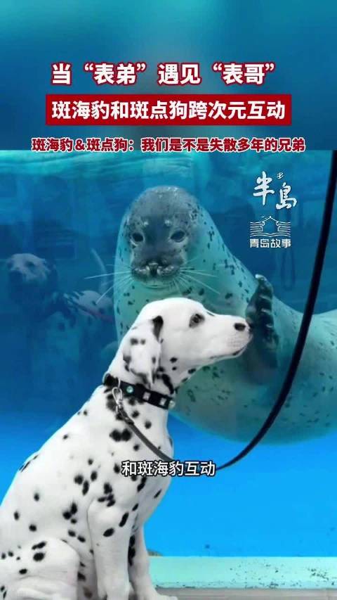 青岛故事|在青岛能看见海豹和狗跨次元互动