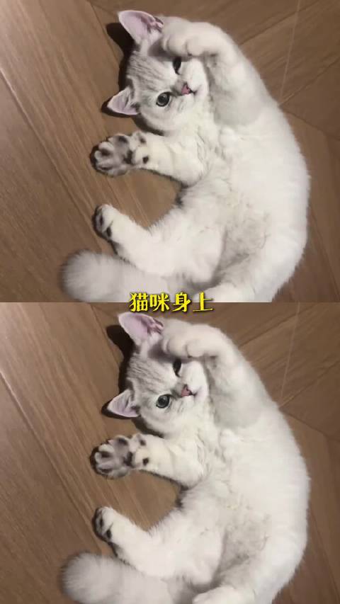 妈宝小猫揉蹭主人发出摩托车声