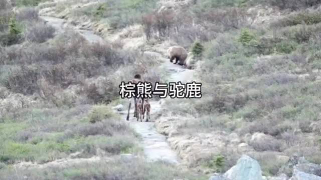 棕熊与驼鹿的精彩博弈