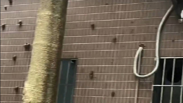 广东现致命非洲大蜗牛，医生警告勿触碰食用