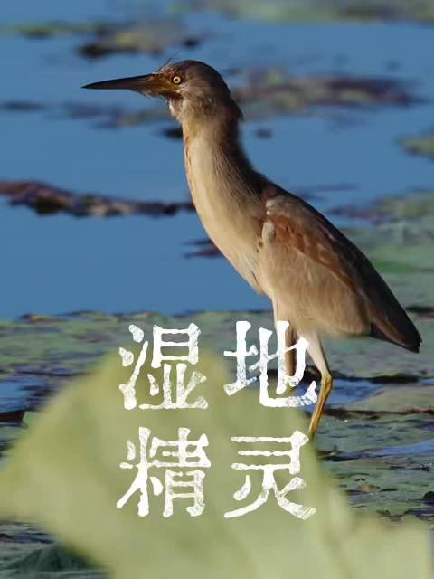 伸缩脖湿地精灵在合肥拍到了