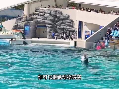 虎鲸海上横行霸凌动物挑食虐杀