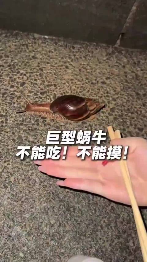 不能摸，不能吃！广东暴雨后频现巨型蜗牛，一只可藏上百条寄生虫 危险
