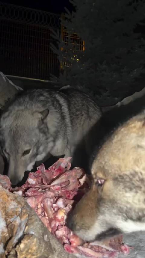 弄点宵夜吃吃狼犬干饭时刻