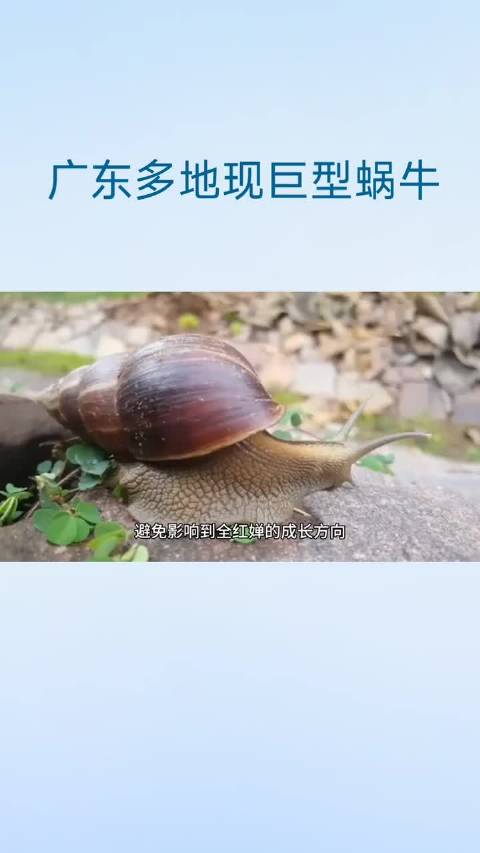 广东大蜗牛藏百条寄生虫，接触可致脑膜炎