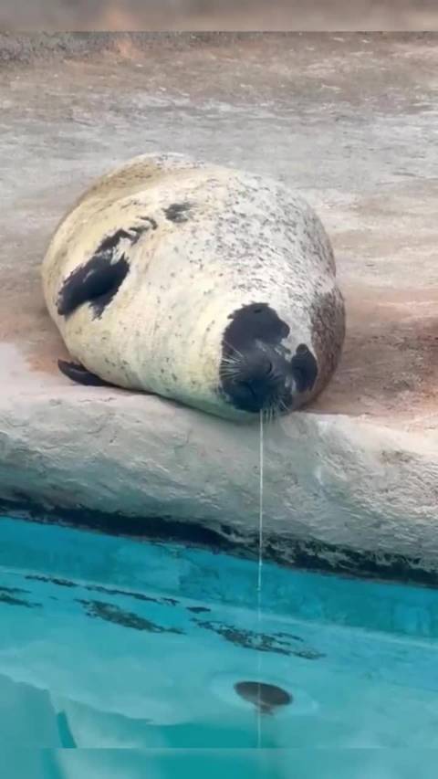 圆滚滚小胖墩海豹，谁能拒绝软乎乎