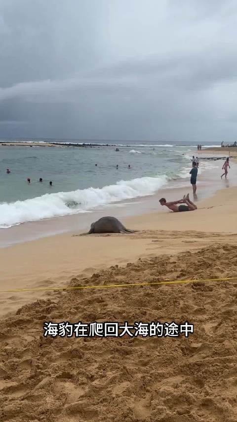 聪明又可爱的海豹，遇到危险会找人类求助