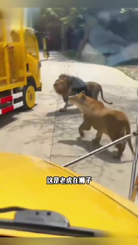 还有人质疑老虎的战斗力，狮子王骗我了啊