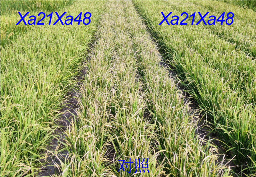 Xa21Xa48聚合田間抗性鑒定