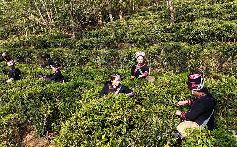 云南红河：一片茶叶的“山海情”