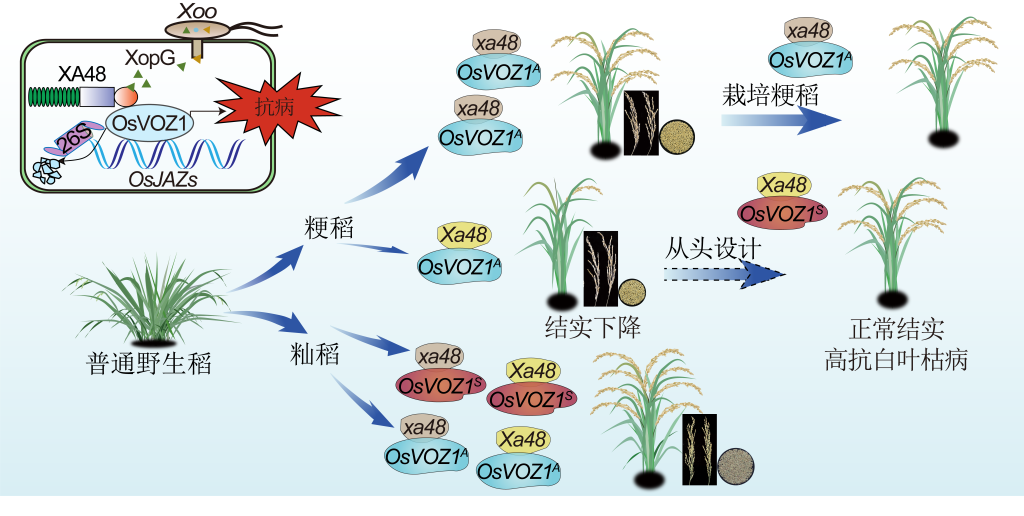 XA48介導的免疫信號通路及Xa48-OsVOZ1免疫模塊的馴化規律