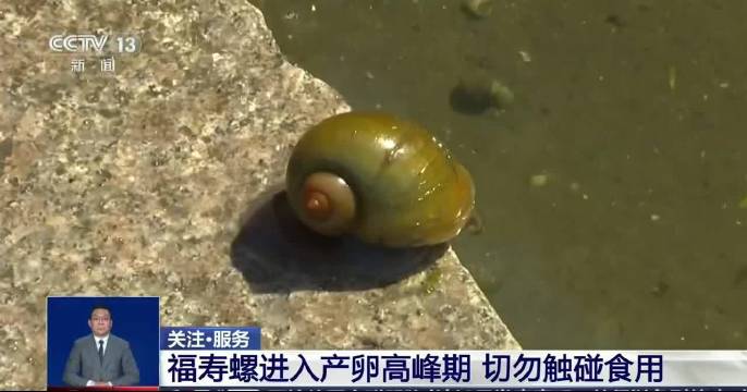 福寿螺真的不能吃吗