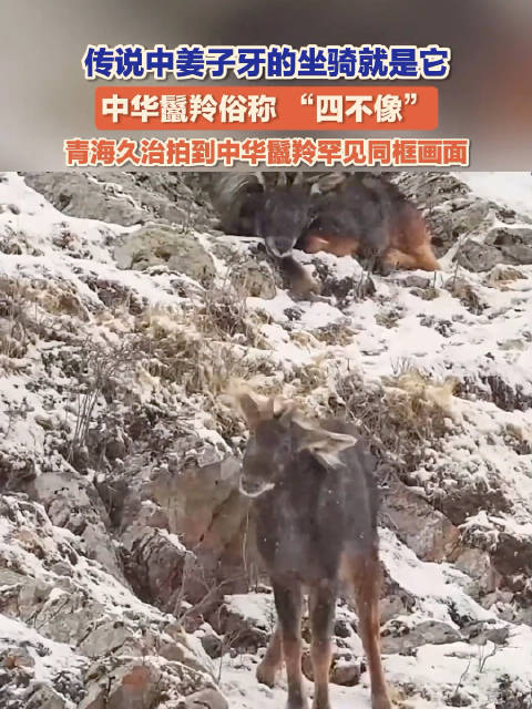 四不像中华鬣羚现身青海久治传说中姜子牙的坐骑被拍到了