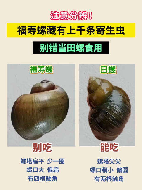 注意分辨！福寿螺藏有上千条寄生虫，别错当田螺食用