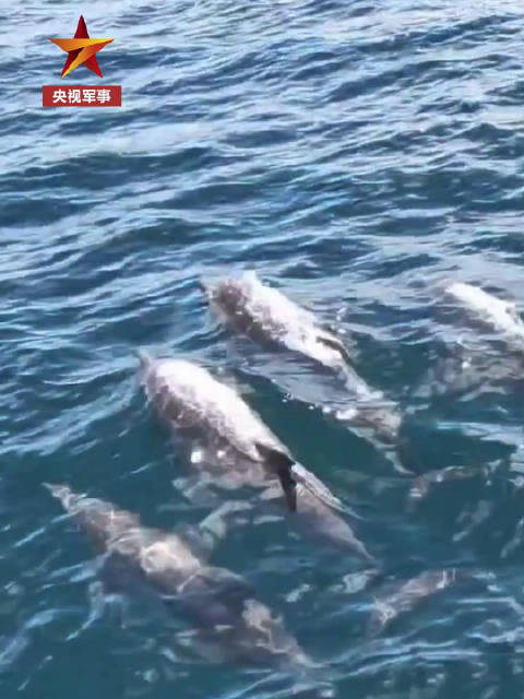 海警舰艇遇海豚
