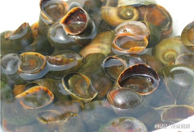 一只福寿螺含有的寄生虫高达6000条！田螺VS福寿螺，该如何区分？
