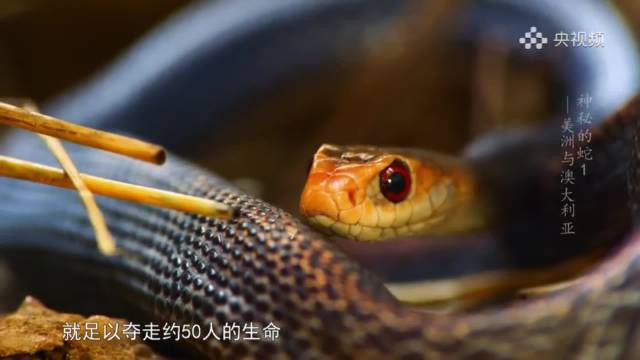 这种蛇一次释放的毒液足以夺走50人生命