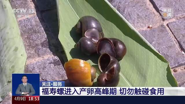 近期大量出现！发现密集粉色卵块立即报告