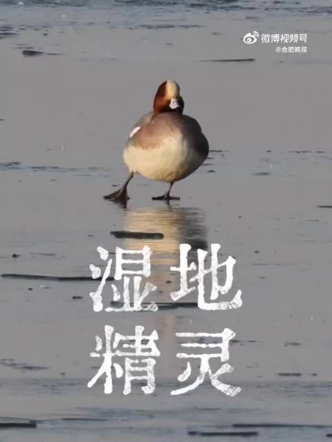 合肥拍到高颜值赤颈鸭