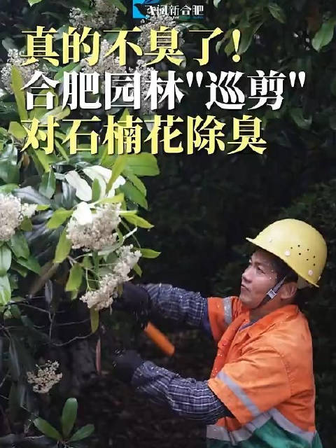 合肥园林剪除石楠花枝除臭率达100%
