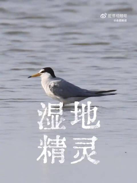 湿地俯冲猎手来合肥了