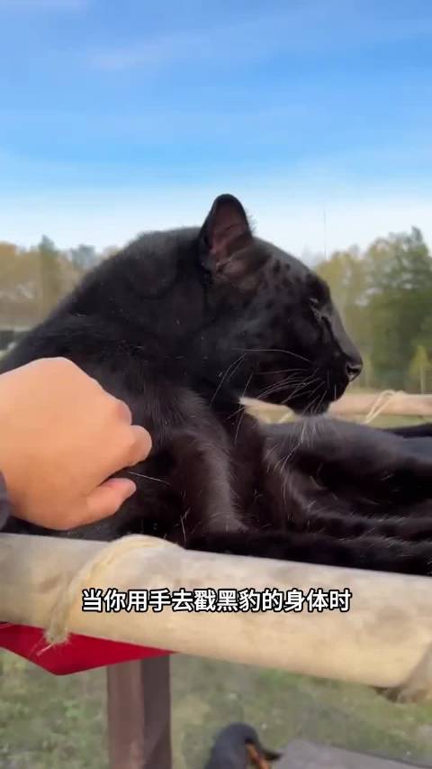 当你用手去戳黑豹的身体时，它就会露出一脸无奈的表情，并突然扭头吓你一跳！