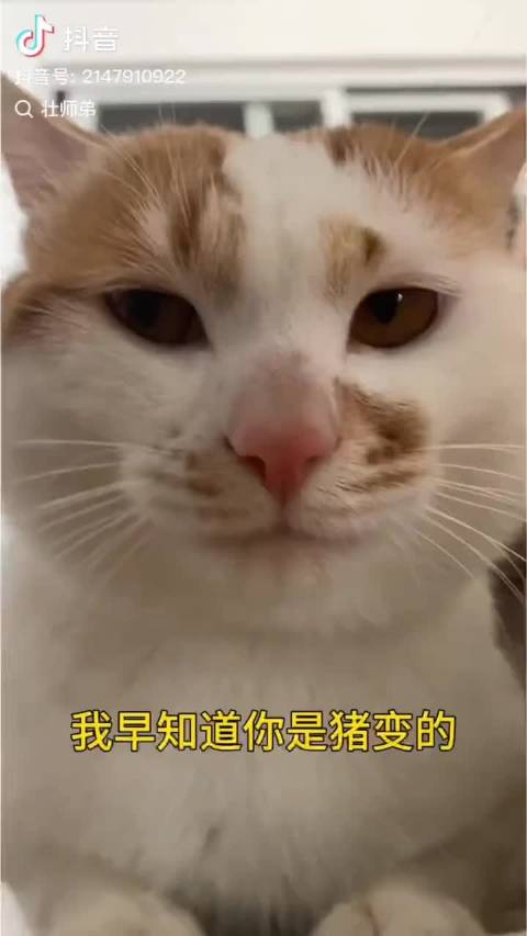 我早知道你是猪变的，还是爱跟你玩