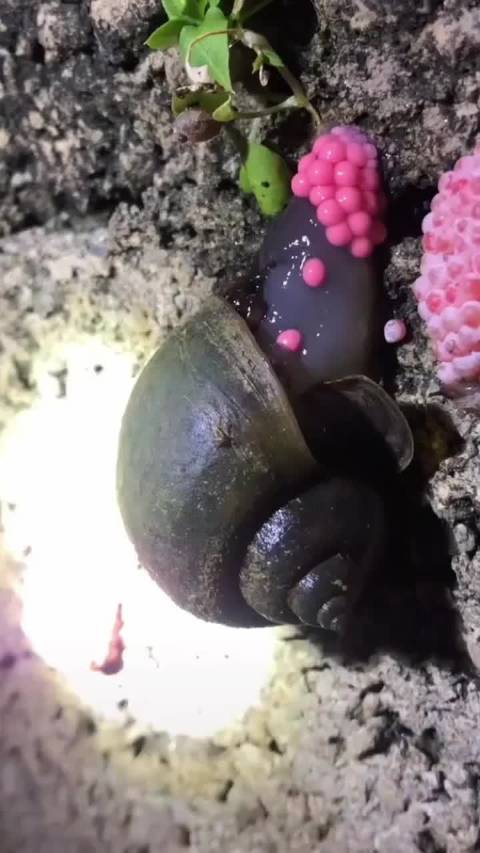 现在到处都是这玩样，看的我都恶心，现在连田螺我都不敢吃了