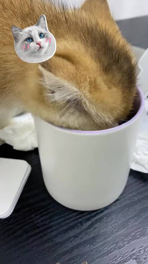 小猫喝奶差点溺亡了哈哈哈 我家猫小时候还偷喝我的水 现在长大了跟卡车一样