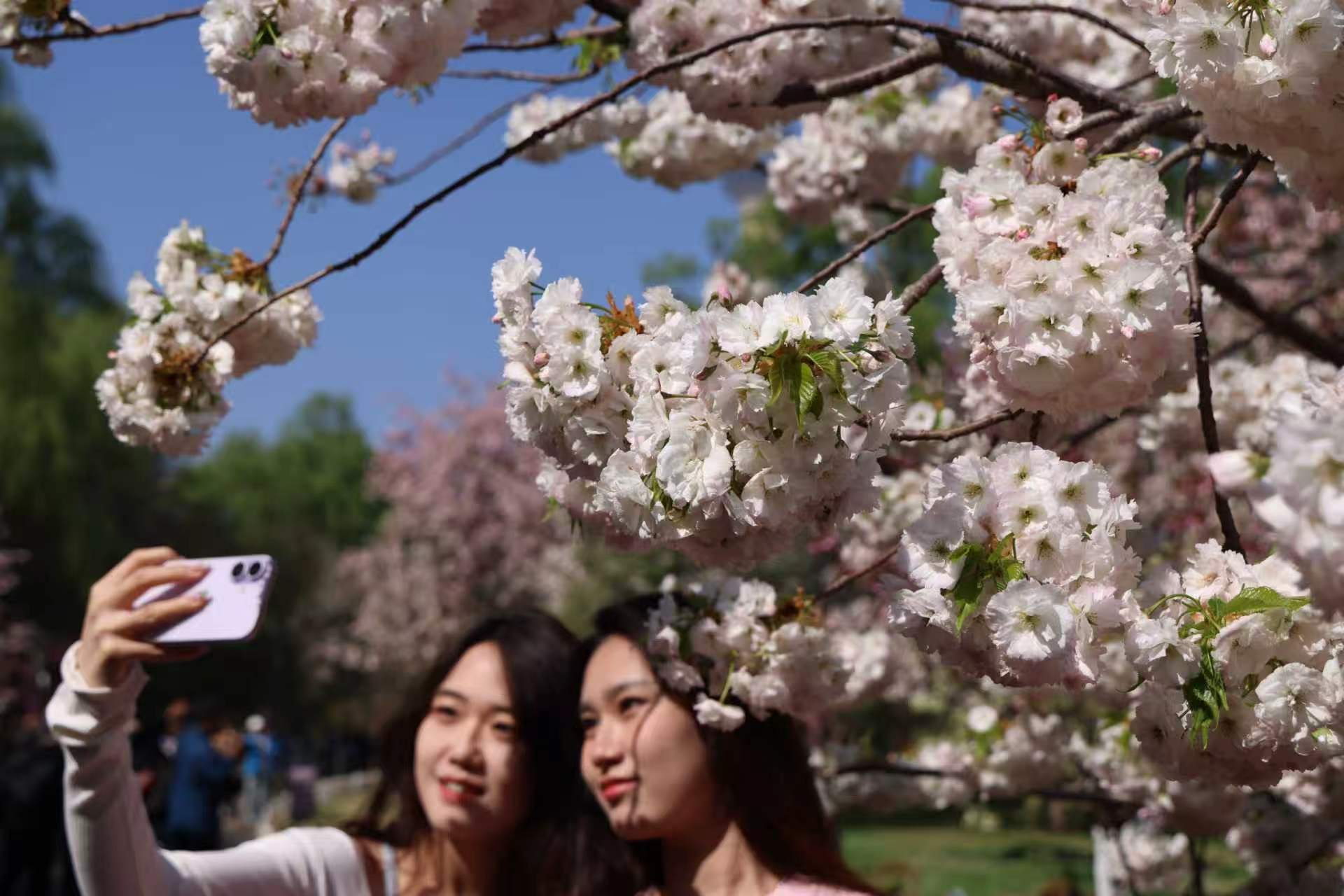 鬆月。玉淵潭公園供圖