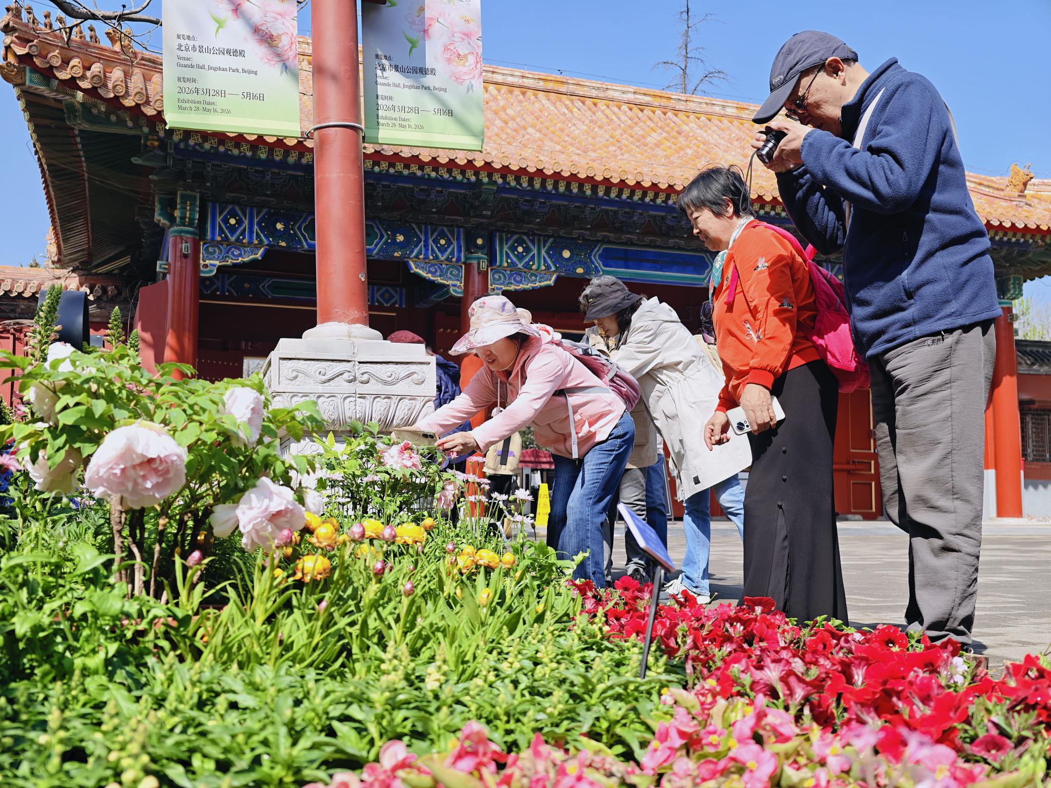 品種豐富的牡丹吸引遊客打卡拍照。景山公園供圖